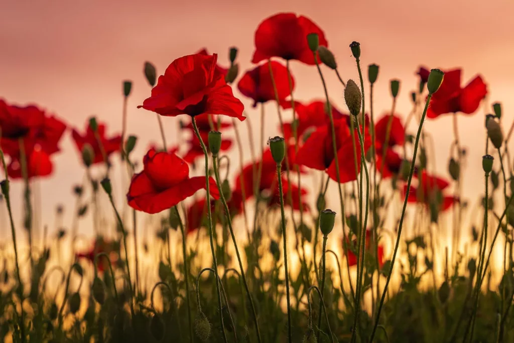 Syndrom wysokiego maku (tall poppy syndrome)