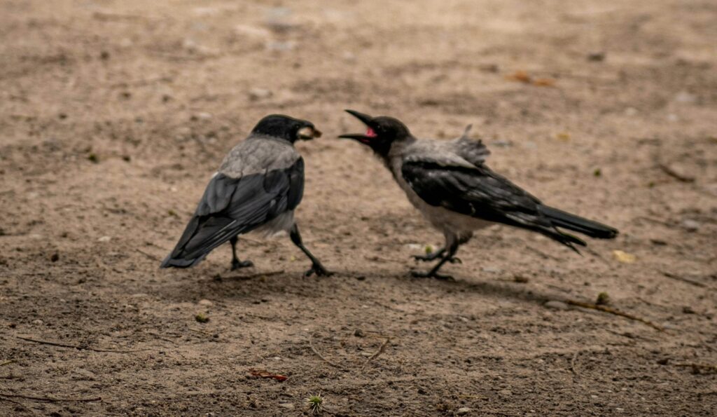 To nie jest kłótnia, to taniec napięcia